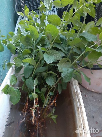 Слива красная саженцы