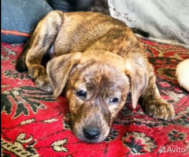 Очень красивые щенки-метисы