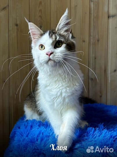 Котята Мейн Кун