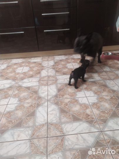 Французский бульдог. Щенок