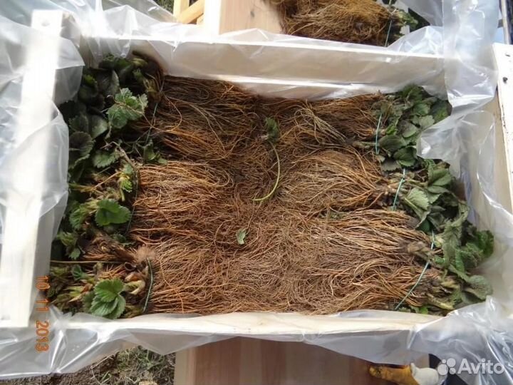 Открытая корневая и Фриго клубники