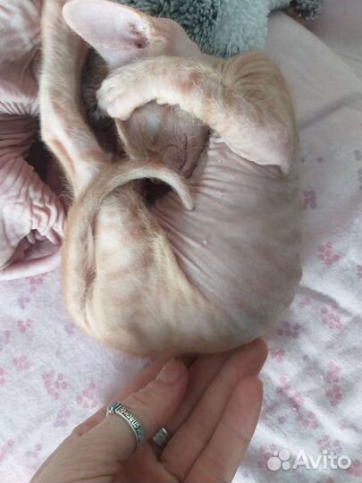 Донской сфинкс браш котята