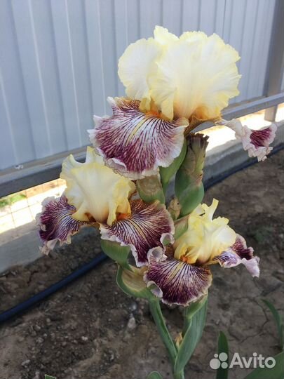 Ирисы бородатые сортовые