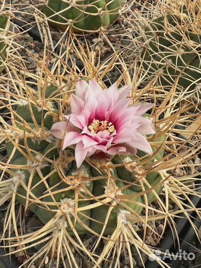 Кактусы. Турбиникарпус