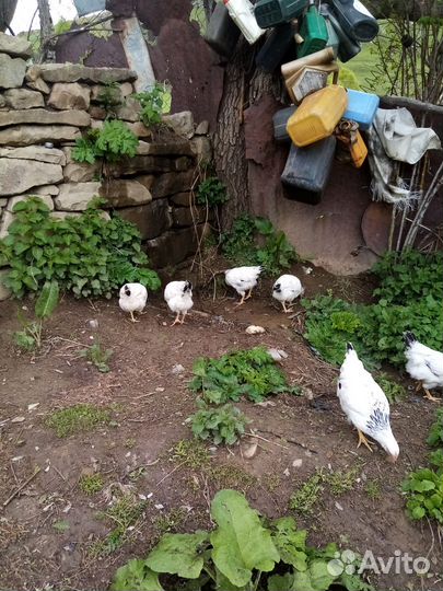 Куры петухи