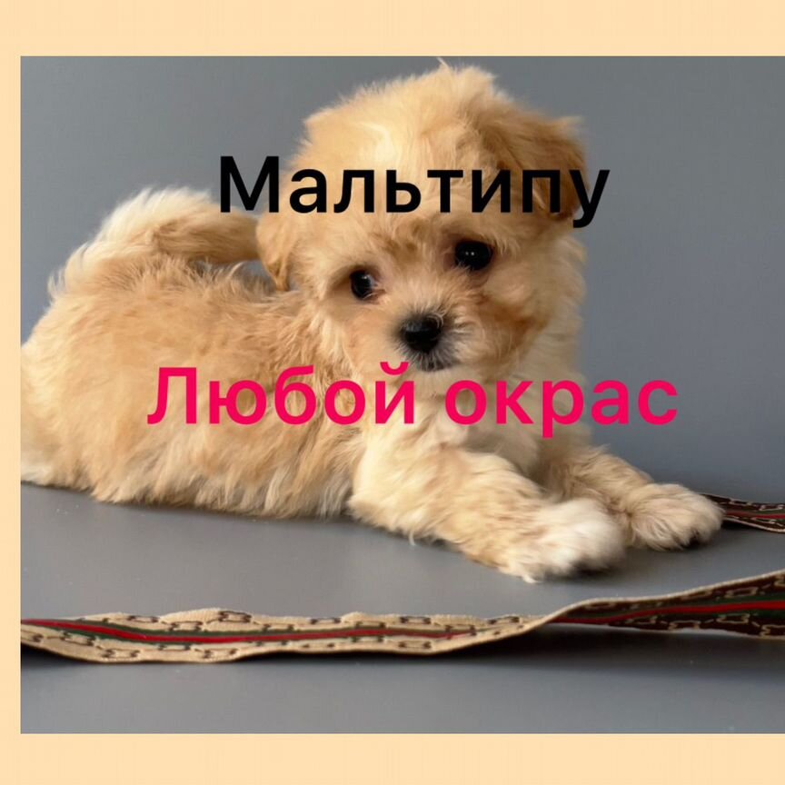 Мальтипу. Любой окрас