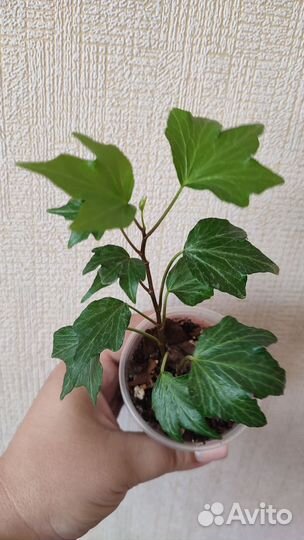 Комнатные цветы