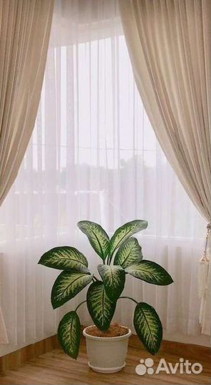 Комнатные растения цветы большие