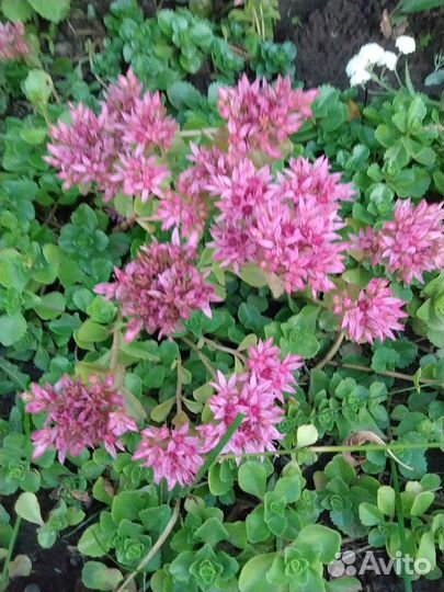 Седум, жемчужница, очиток