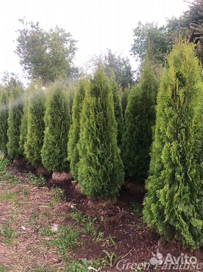Туя Смарагд extra