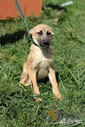 Девчушка Щенок №16 в поисках семьи