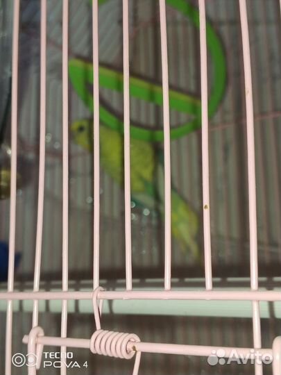 Волнистый попугай