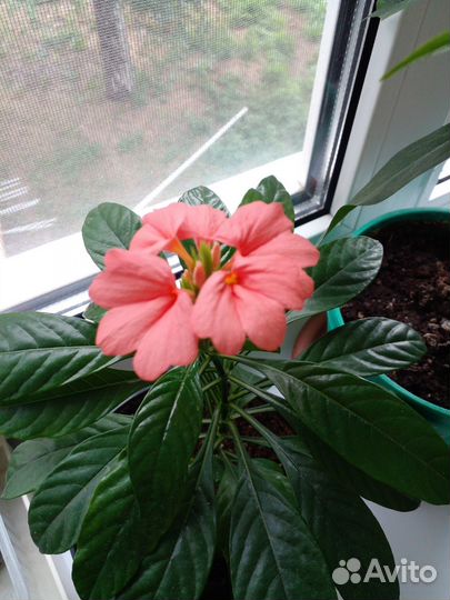 Крассандра