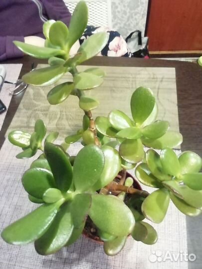 Золотой ус для настоик, денежное дерево, юкка