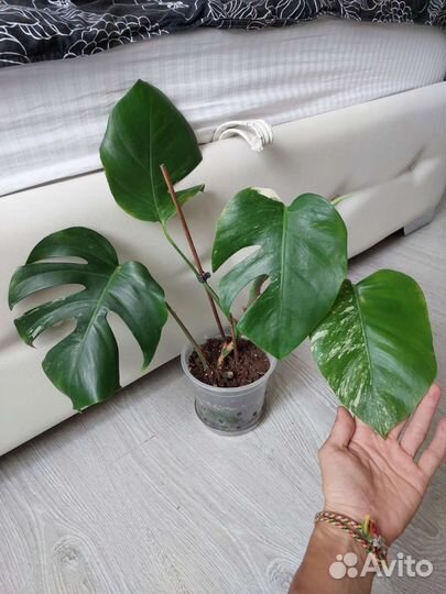 Расспродаю домашнюю коллекцию цветов