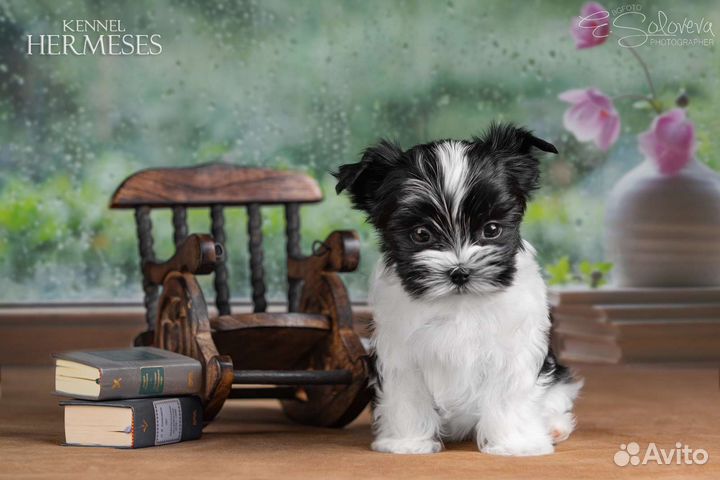 Дорогие, цветные йорки )