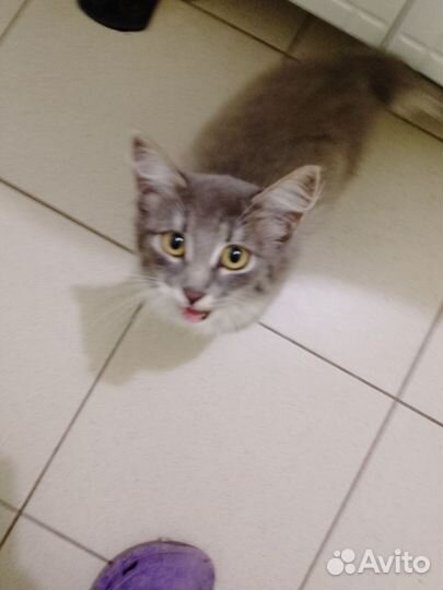 Кошечка в добрые руки