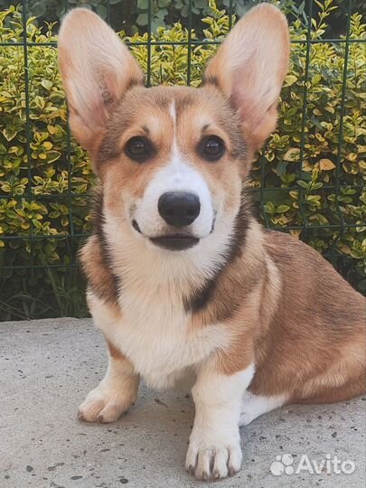 Мальчик Корги