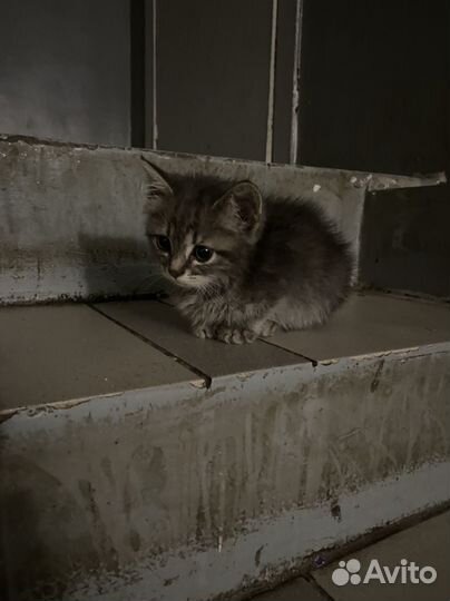 Котята бесплатно