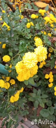 Хризантема