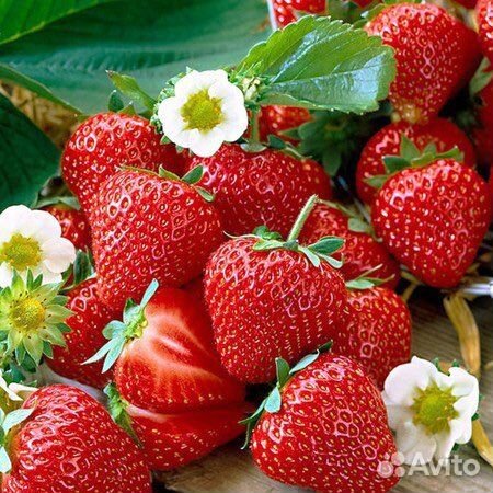 Фрукты и Овощи Оптом