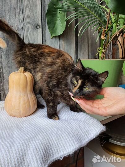 Кошка в дар бесплатно