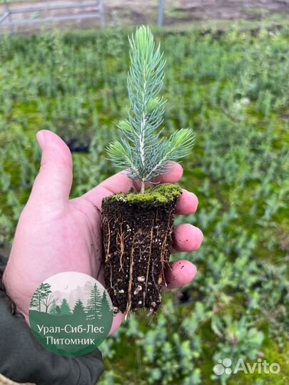Сеянцы зкс Сосна Ель Лиственница окс Голуб Горн