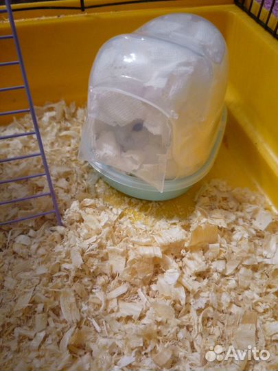 Джунгарский хомяк с клеткой