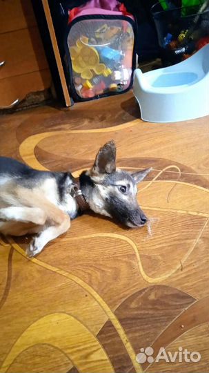 Отдам Лаву в добрые руки