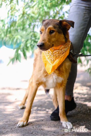 Скромный пес Лобзик ищет дом