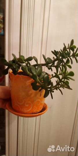 Толстянка или денежное дерево