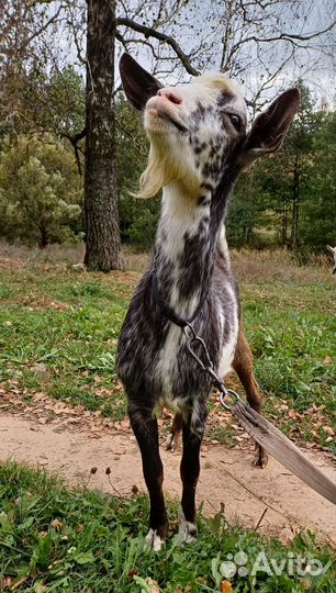 Продается мальчик жених