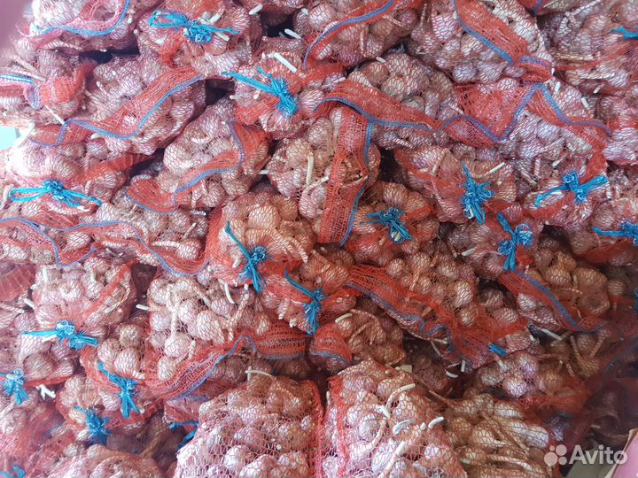 Чеснок семенной