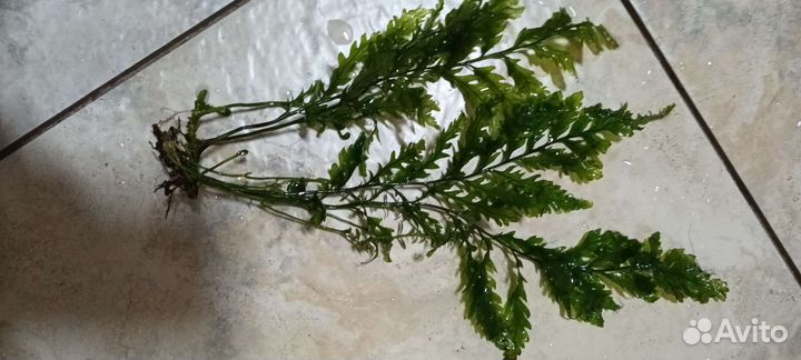 Аквариумные рыбки и растения