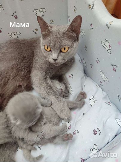 Британские котята