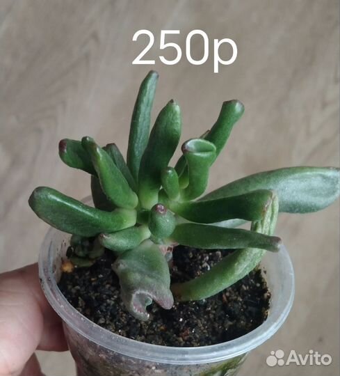 Суккуленты