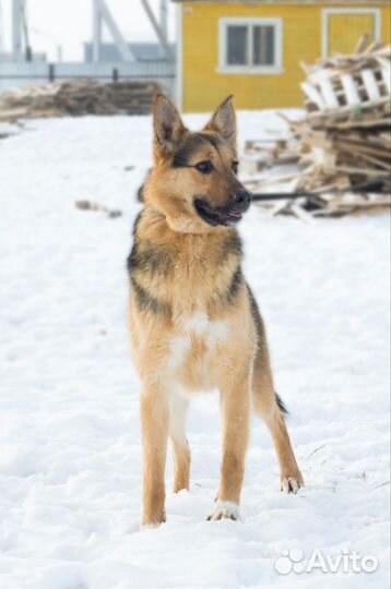 Красивая собака ищет дом в добрые руки