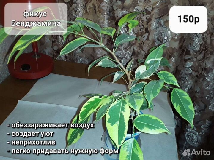 Растения у Вас дома