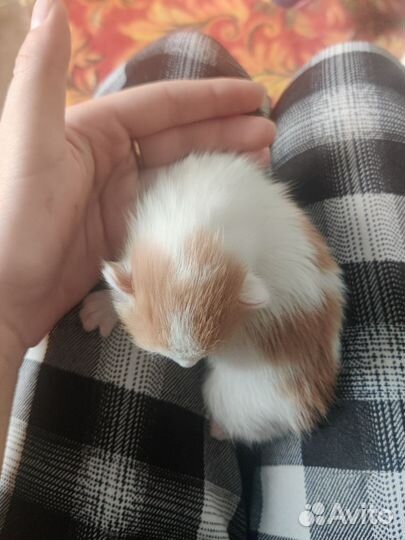Котенок в добрые руки