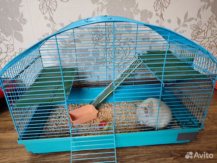 Крыса с клеткой