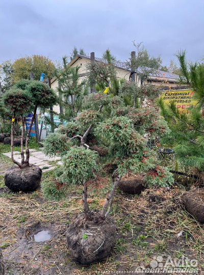 Можжевельник формированный