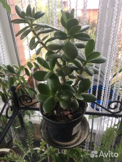 Толстянка Крассула (Денежное дерево)