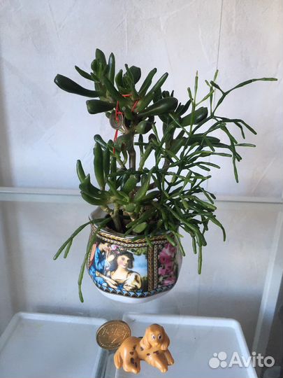 Цветы для офиса