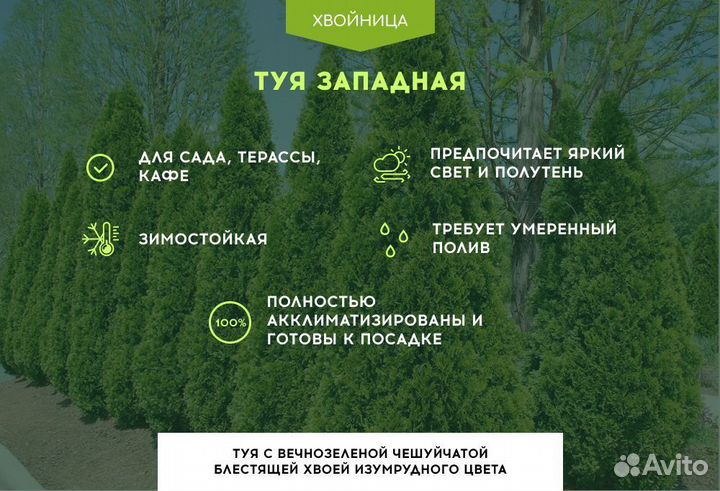 Туи экстра качества