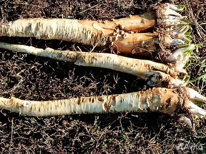 Хрен, аджика, варенье