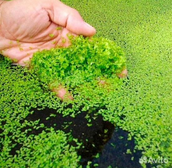 Ряска для аквариума