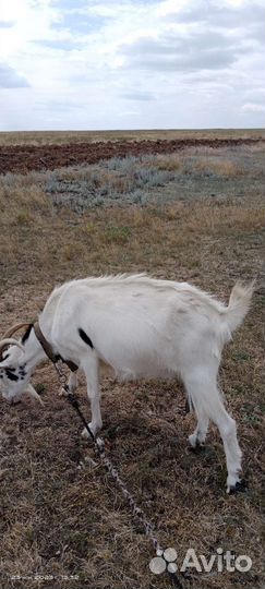 Коза дойная