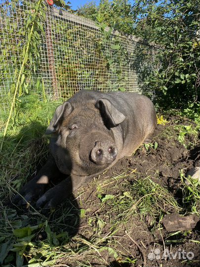 Свежая свинина