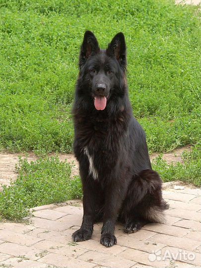 Подрощенная девочка немецкая овчарка дш