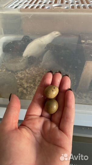 Инкубационное яйцо китайского расписного перепела